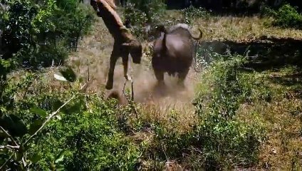 Antelope kills the Lion! Zebra, Buffalo, Giraffe and Hippo easily kill the Lion!