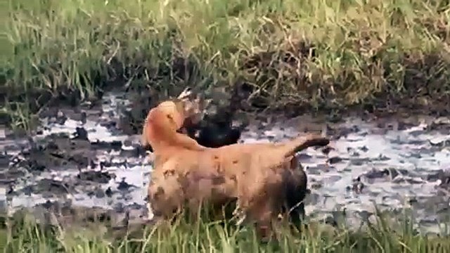 Porcupine in Action Porcupine vs Bear, Python, Leopard, Dog