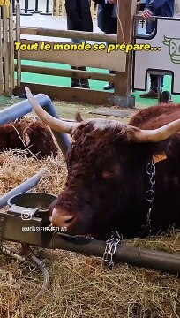 Découvrez les coulisses du salon de l'agriculture à la porte de Versailles à Paris