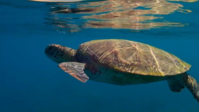 El Teatro Azul: Los Protagonistas del Arrecife