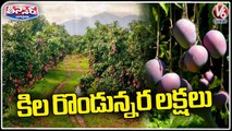 Odisha Teacher Farming Miyazaki Mangoes Worth 2. 5 Lakhs Per Kg _ V6 Weekend Teenmaar