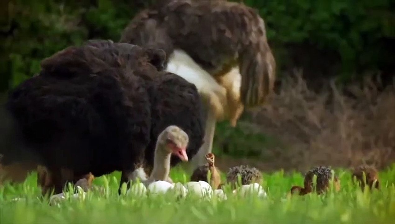 Hyena And Monkey Team Up To Steal Eggs, Mother Ostrich Tries To Protect Her Baby