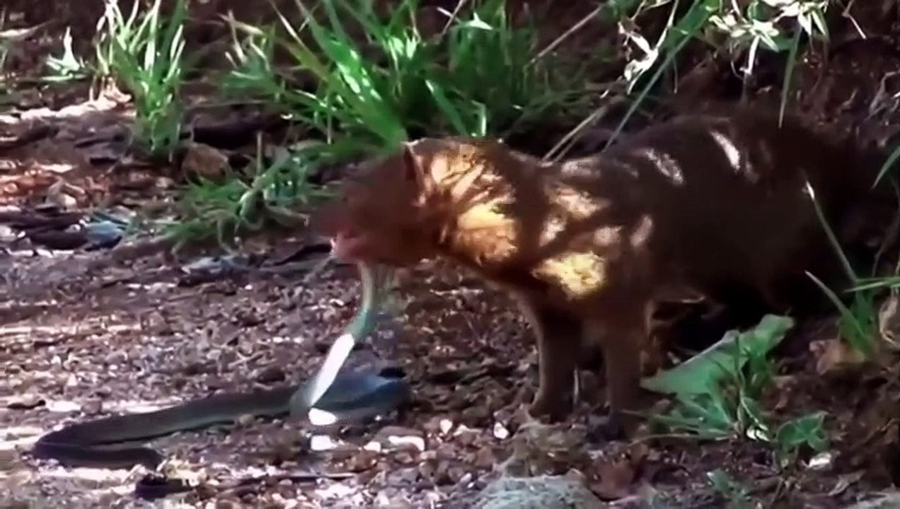 It's amazing..Mongoose finally decided to get rid of the snake, so their power is like a thunderbolt