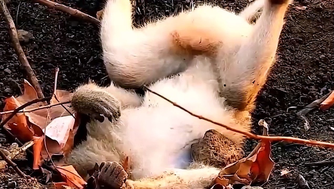 Innocent animals climbing electric poles are electrocuted crying, monkeys, lions,.. get electrocuted