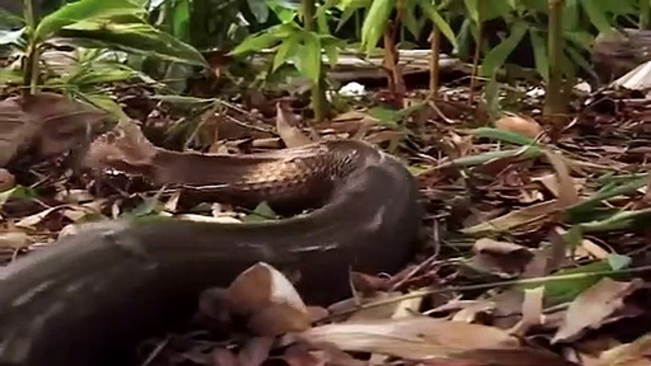 King Cobra Messed With The Wrong Lizard