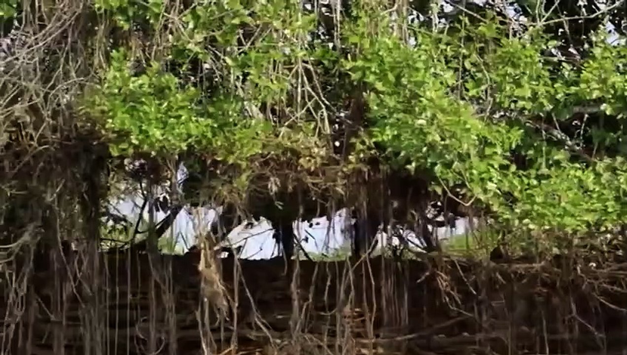 Leopard Family Hunting Crocodile But Suddenly Crocodile Killed The Leopard