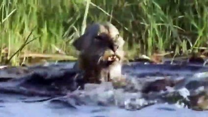 Lion Family Tried To Hunt Crocodile But Suddenly Crocodile Killed 1 Lion