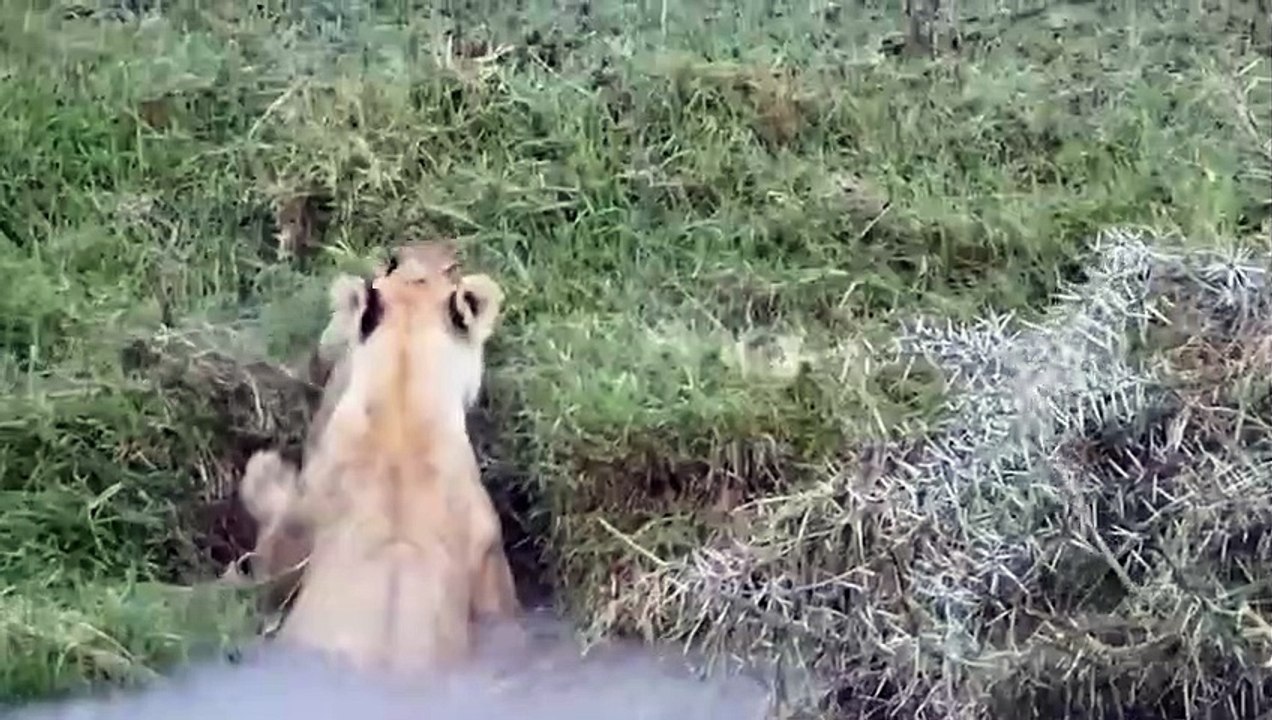 Lions Kill Leopards For Taking Their Prey, Rhinos Avenge Leopards