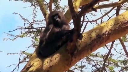 OH MY GOD!!! Crazy Monkey Attacks Leopard Family