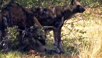 Painful Hyena Is Brutally Attacked By Wild Dogs To Steal Its Prey - Tragic Ending For Hyena