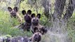 Pitiful! Wild Dogs Join Forces To Torture Mother Lion, Destroy Lion Cub And Tragic Ending For Both