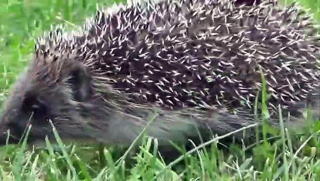 Porcupine in Action Porcupine vs Bear, Python, Leopard, Dog
