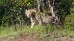 The mother wildebeest attacked the leopard very hard to save the baby, wild animals attacked