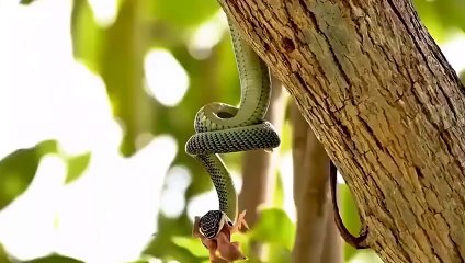 The struggle for survival in the animal world! Unbelievable scenes if the camera can't capture it