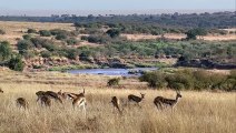 The Unbalanced Battle Between Leopards And Antelopes