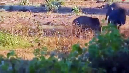 Tiger And Hyena Determined To Attack Wild Boar And Tragic End