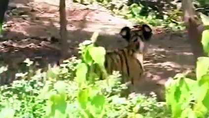 Tigers Make Mistakes When Hunting, Monkeys Constantly Throw Stones At Tigers To Take Revenge