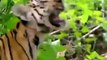 Tigers Were Helpless At The Wisdom Of Monkey - Monkey Teases Tiger On Tree And Unexpected Ending