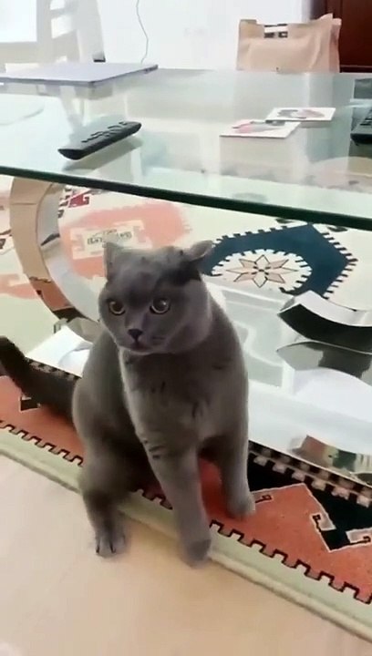 Funny Cute cat
