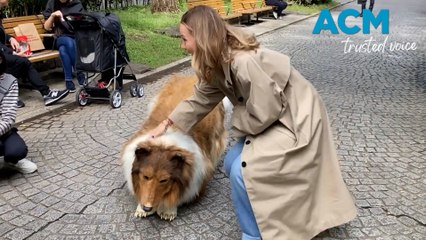 Japanese man fulfills lifelong dream to live as a dog