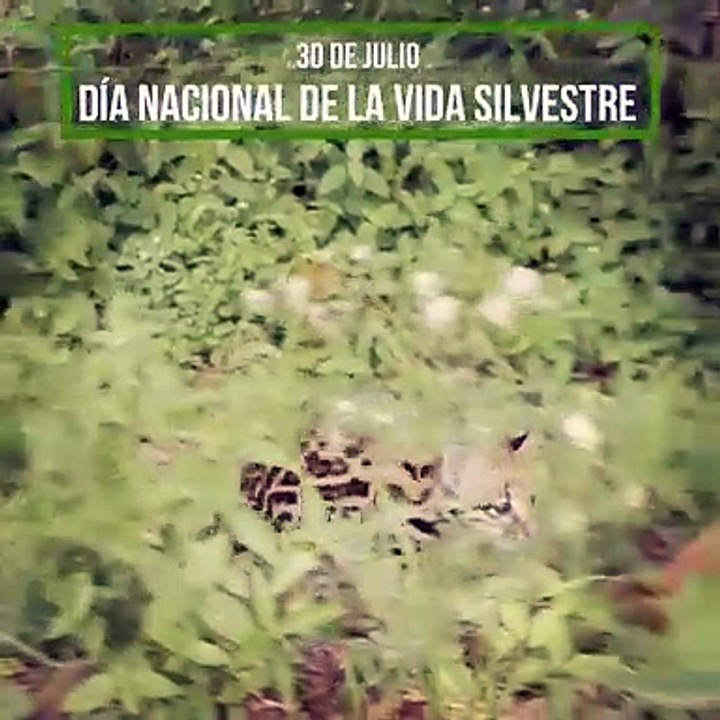 Hoy 30 de julio, se celebra el Día Nacional de la Vida Silvestre: una invitación a reflexionar sobre la conservación de nuestra biodiversidad