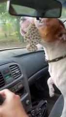 Whining At Wiper Blades