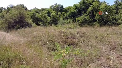 Nesli tükenmekte olan vaşağa araba çarptı