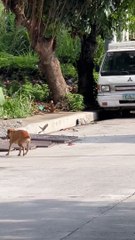 Bird Bothers Stray Dog