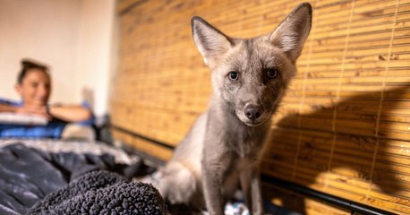 Zorros criados para comercializar su pelaje encuentran una esperanza de vida en un refugio de Florida
