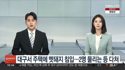 대구서 주택에 멧돼지 침입…2명 물리는 등 다쳐