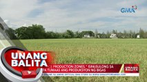Pagbuo ng 'Rice Production Zone,' isinusulong sa Senado para tumaas ang produksyon ng bigas | UB