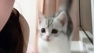 Funny cat videos | cute cats | Try not to laugh | Cat videos Compilation