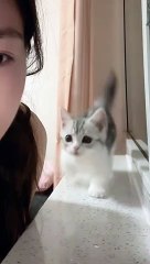 Funny cat videos | cute cats | Try not to laugh | Cat videos Compilation