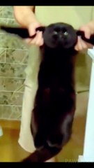 Funny cat videos | cute cats | Try not to laugh | Cat videos Compilation