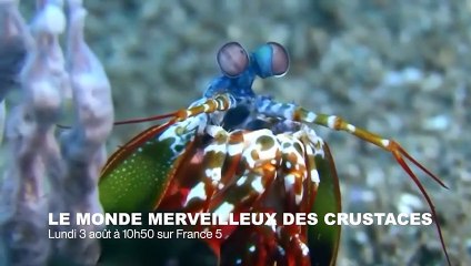 Animaux  qui a la meilleure vue  - ZAPPING SAUVAGE 35
