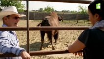 Cet homme est le meilleur ami d'un bison - ZAPPING SAUVAGE