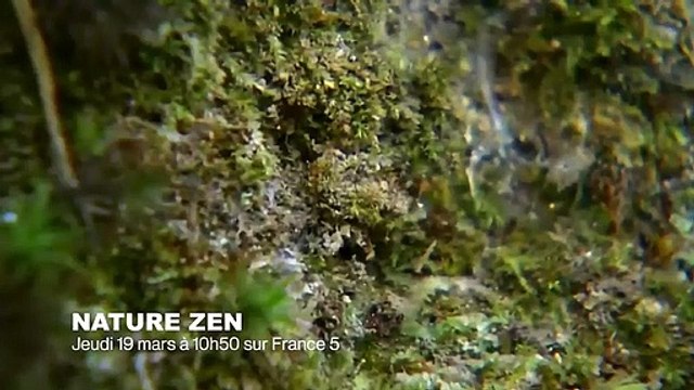 Danse lémuriens très drôle - ZAPPING SAUVAGE 21