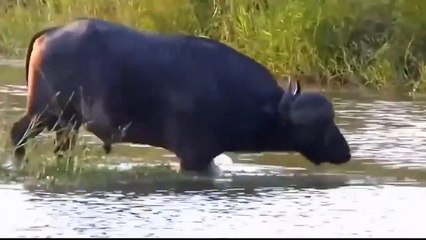 Price To Pay For Aggression! Wild Buffalo Takes Revenge On The Lion Fiercely, Making It Cry In Pain