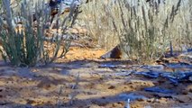 See This Incredible Scene Of A Squirrel, Fight And Mock Cobra King Until He Crawled To A Safe Place.