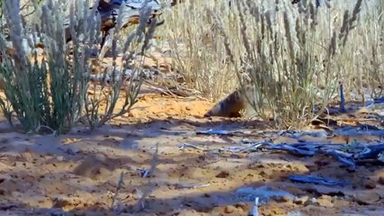 Unbelievable! Weasel Bites Madly At The Snake, Causing It To Tremble In Pain