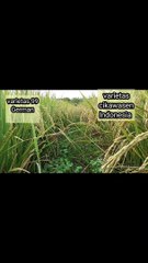 The original cikawasen variety of Indonesian genetics vs 99 German products