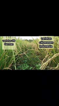 The original cikawasen variety of Indonesian genetics vs 99 German products