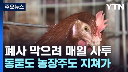 지속되는 폭염에 동물도 농장주도 점점 지쳐가 / YTN