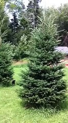 Rooster Chasing Woman