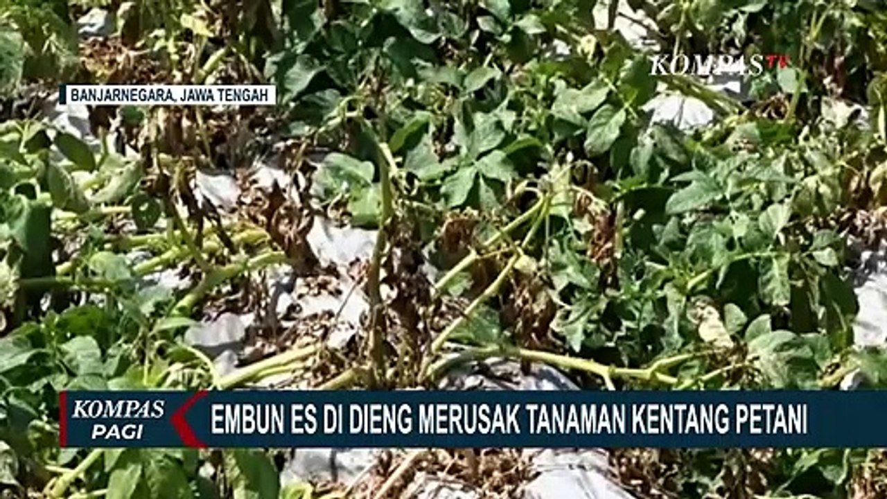 Embun Es di Dataran Tinggi Dieng Banjarnegara Merusak Tanaman Kentang Petani
