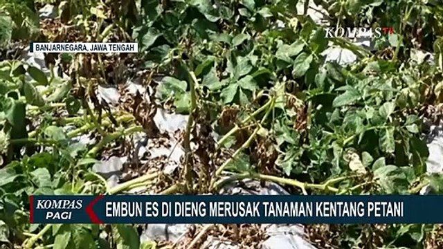 Embun Es di Dataran Tinggi Dieng Banjarnegara Merusak Tanaman Kentang Petani