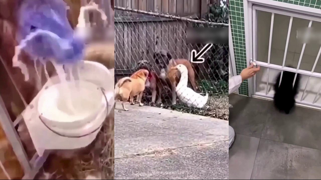 New Best Funny Dogs And Cats Video-----#122