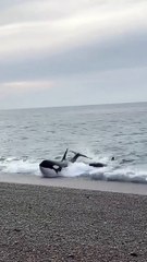 Big blue whale and sharks