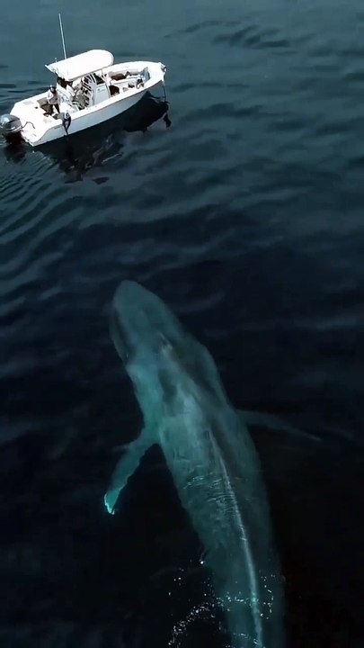 Big blue whale swimming in the water 