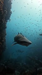 Big fish shark in the water 